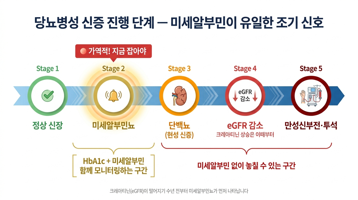 당뇨병성 신증 진행 단계 — 미세알부민이 유일한 조기 신호